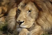 animals lions complex magazine 1920x1200 wallpaper Art HD Wallpaper